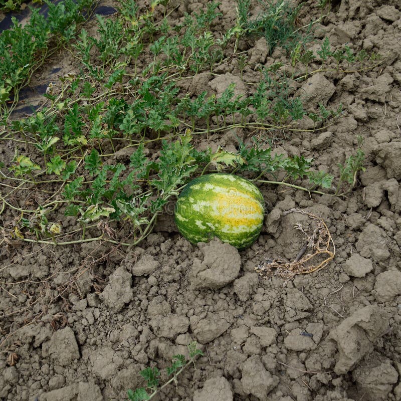 The Growing Watermelon in the Field Stock Photo Image of growth