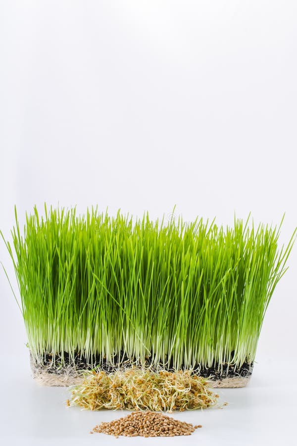 Growing wheatgrass stock photo. Image of bright, food 46603362