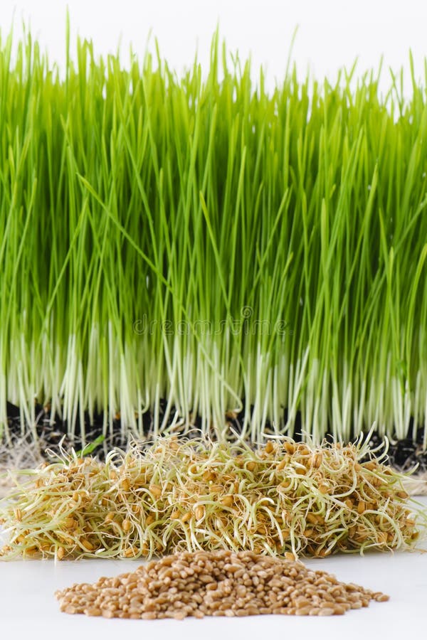 Growing wheatgrass stock image. Image of color, chlorophyll 46603983