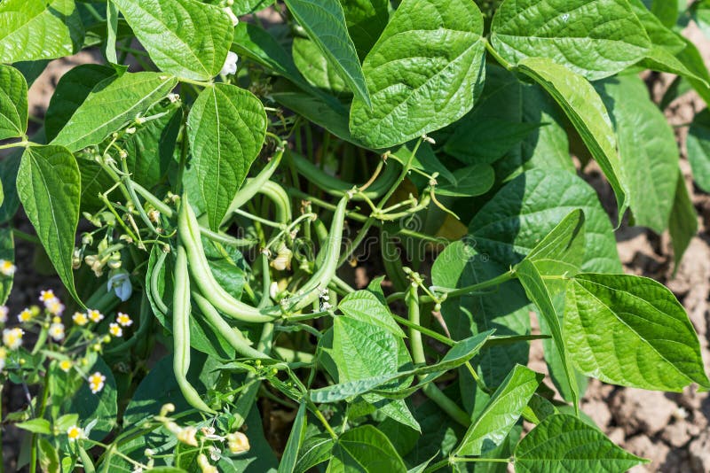 Growing young green beans stock image. Image of nature 34862017