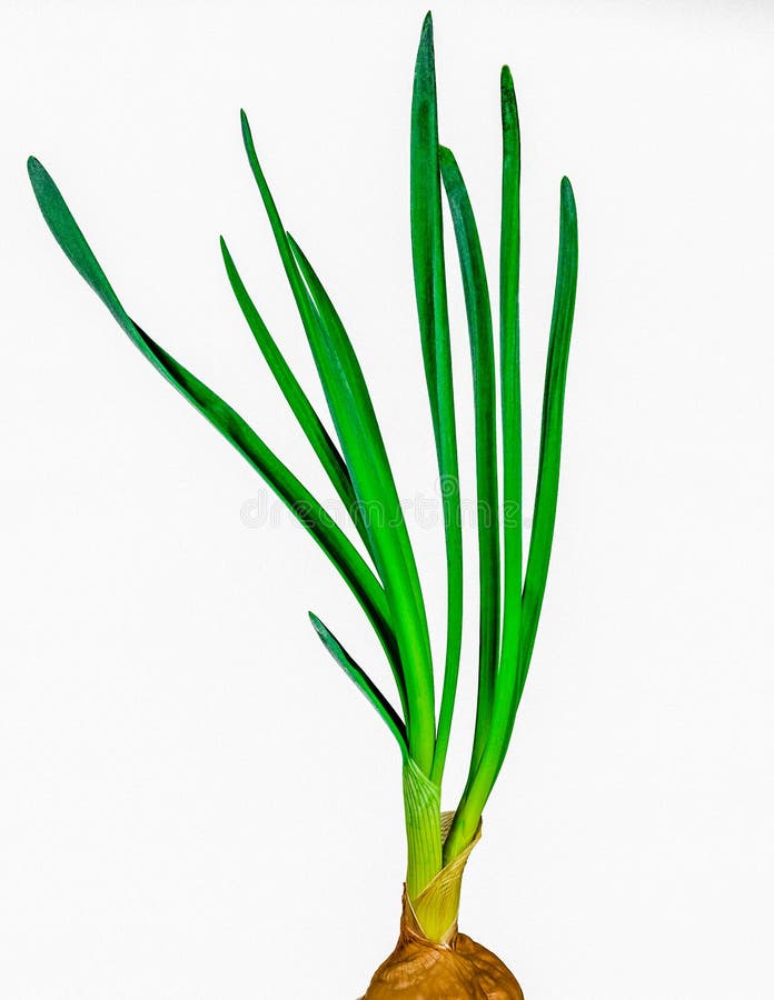 536 White Onion Green Shoots Stock Photos Free & RoyaltyFree Stock