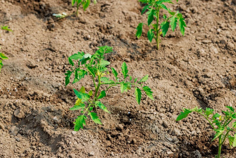 The Young Tomato Seedlings are Growing in the Soil at the Greenhouse As