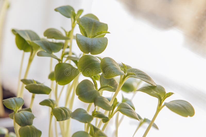 Growing young vegetables from fresh seeds. Beginning of life growth. Concept of evolution royalty free stock photography Growing young vegetables from fresh seeds. Beginning of life growth. Concept of evolution royalty free stock photography