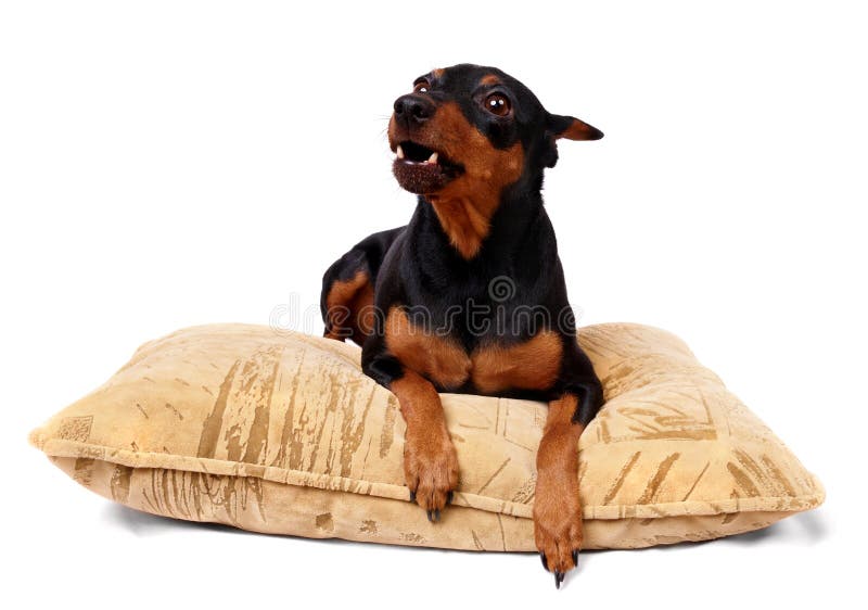 Growling dog stock image. Image of mini, little, compact 12973155