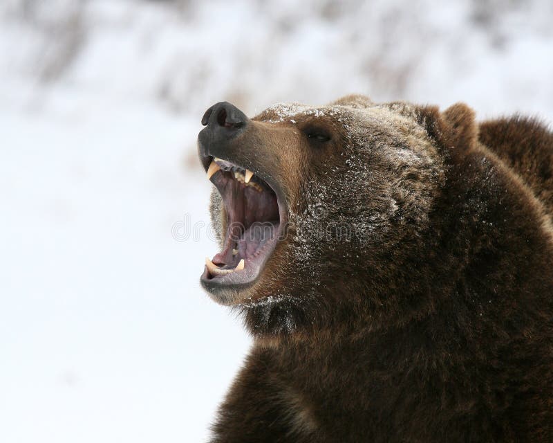 Growling Grizzly Bear