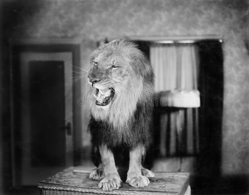 Growling Lion In A Living Room Stock Image Image Of