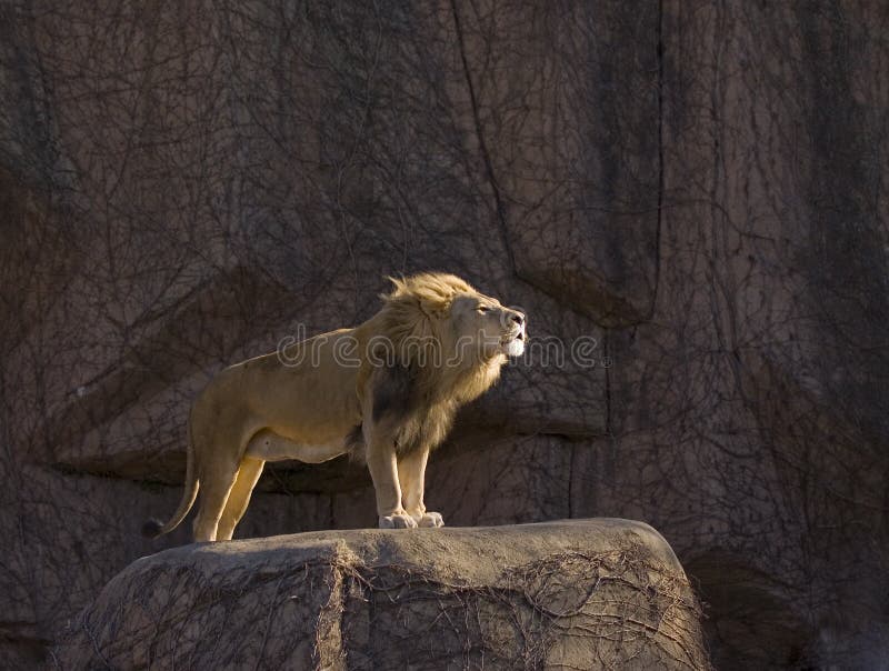 Growling lion standing on rock