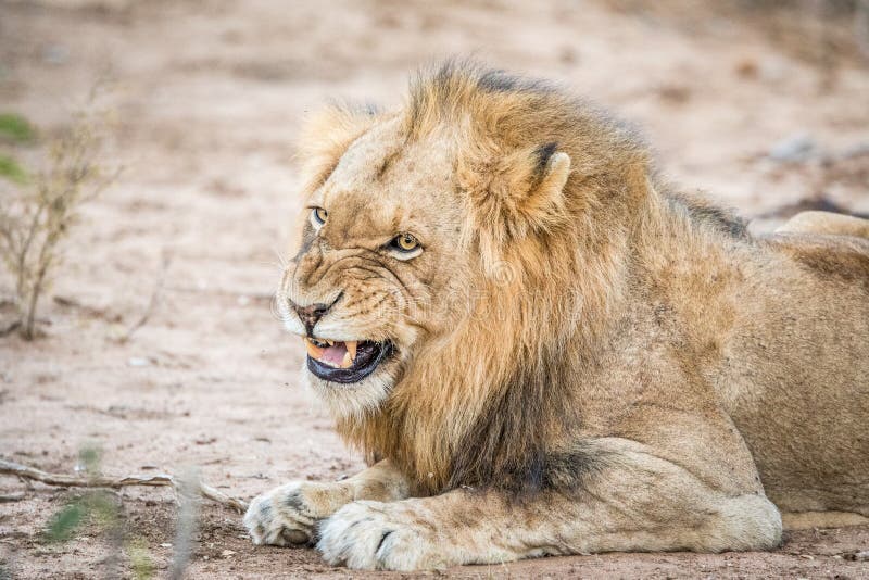 hd lion growl hd lion growl