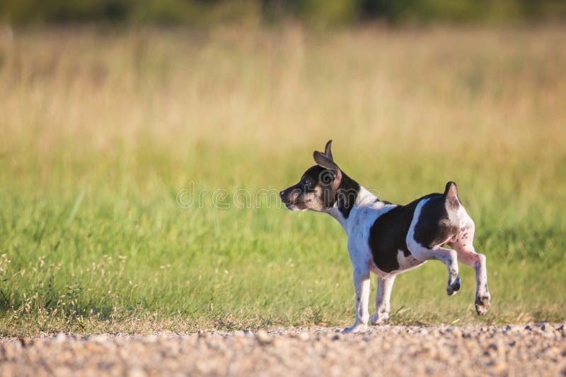 Rat Terrier Watch Dog stock image. Image of doggie, guard 1056311