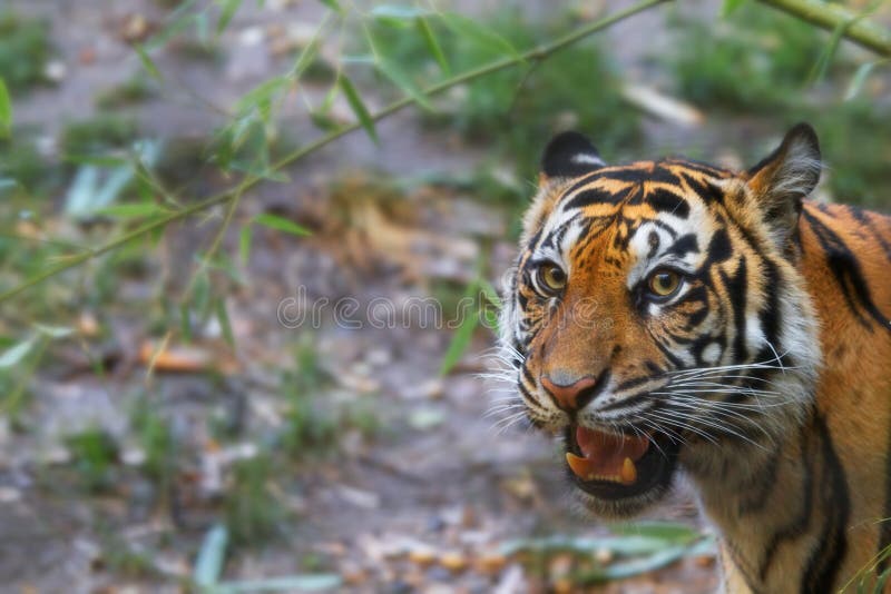 Growling tiger royalty free stock photo