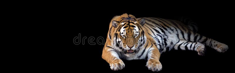 Growling Tiger Banner stock photo. Image of hunter, park - 49592952