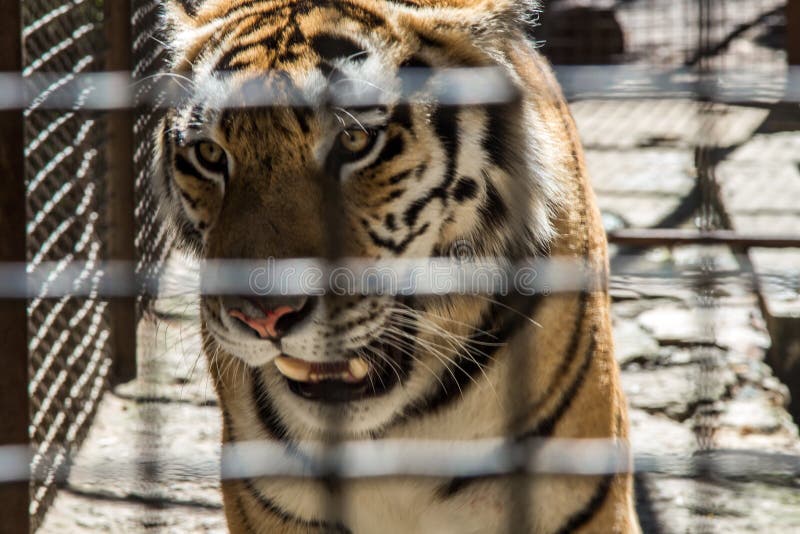 Growling, tiger in a cage, rescue, animal protection, safety, SOS