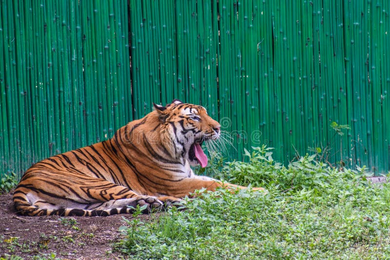 growling tiger in the zoo  in Delhi India. royalty free stock image