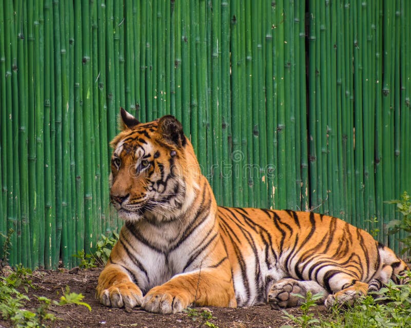 growling tiger in the zoo  in Delhi India. royalty free stock photo