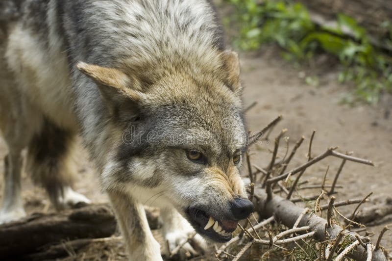 Lobo grunendo su dientes.