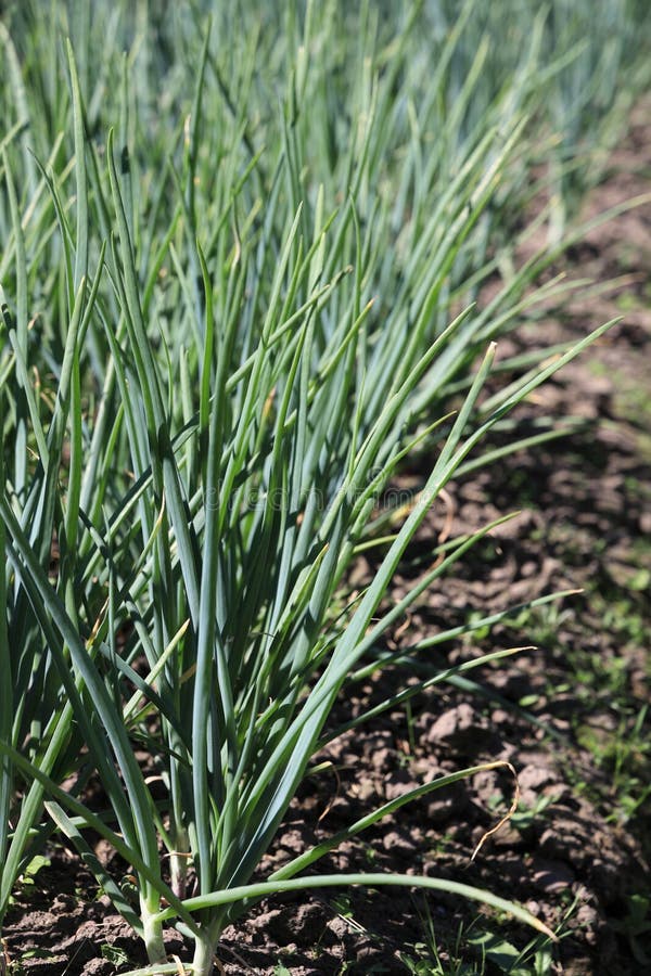 Grown Shoots of Green Onions in Sunny June Stock Image - Image of onion ...