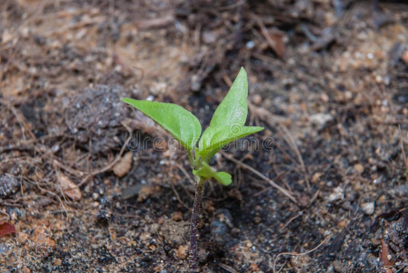 Flower from the ashes stock image. Image of ideas, nature 16557151