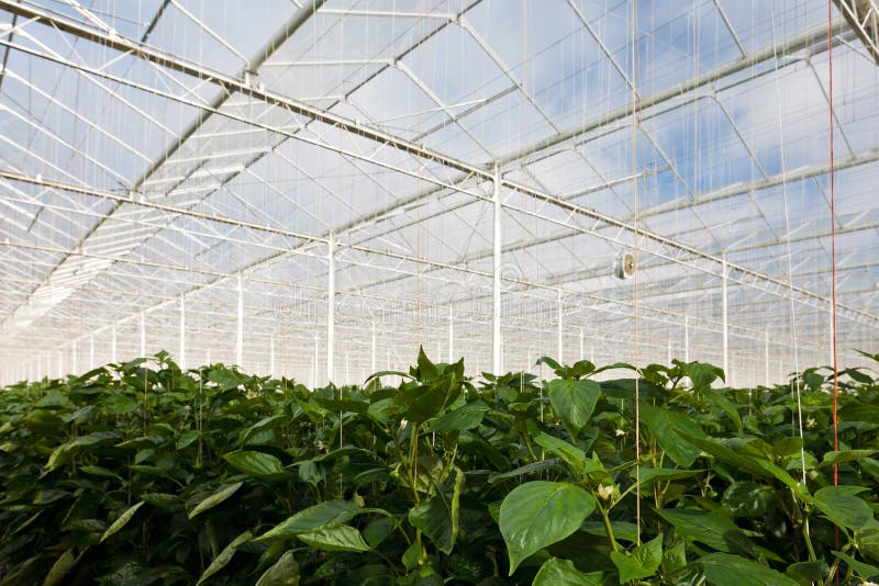 Growth of Bell Pepper Plants Inside a Greenhouse Stock Image Image of