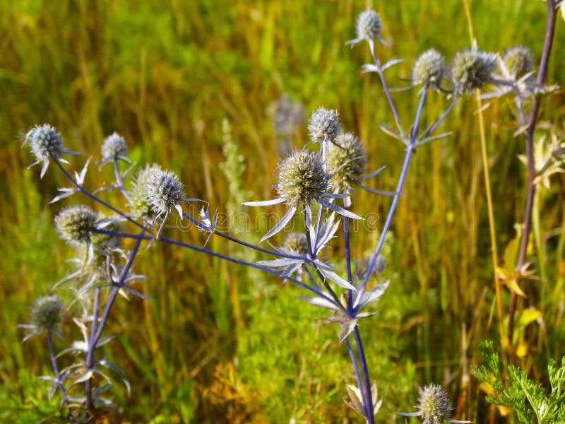 Growth of Blue Thistle or Bluehead flat-leavedas &#x28;lat. - Eryngium planum&#x29; as background. High quality photo. Growth of Blue Thistle or Bluehead flat-leavedas &#x28;lat. - Eryngium planum&#x29; as background. High quality photo