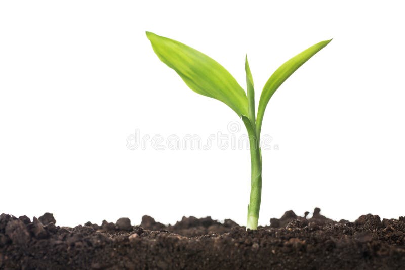 Close up of small plant growin up from soil isolated on white background with copy space. Close up of small plant growin up from soil isolated on white background with copy space