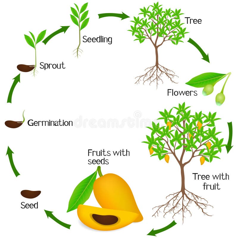 Cycle of Plum Plant Growth Isolated on White Background. Stock Vector