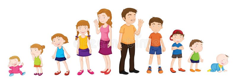 Stages Of Development Clipart Clipground
