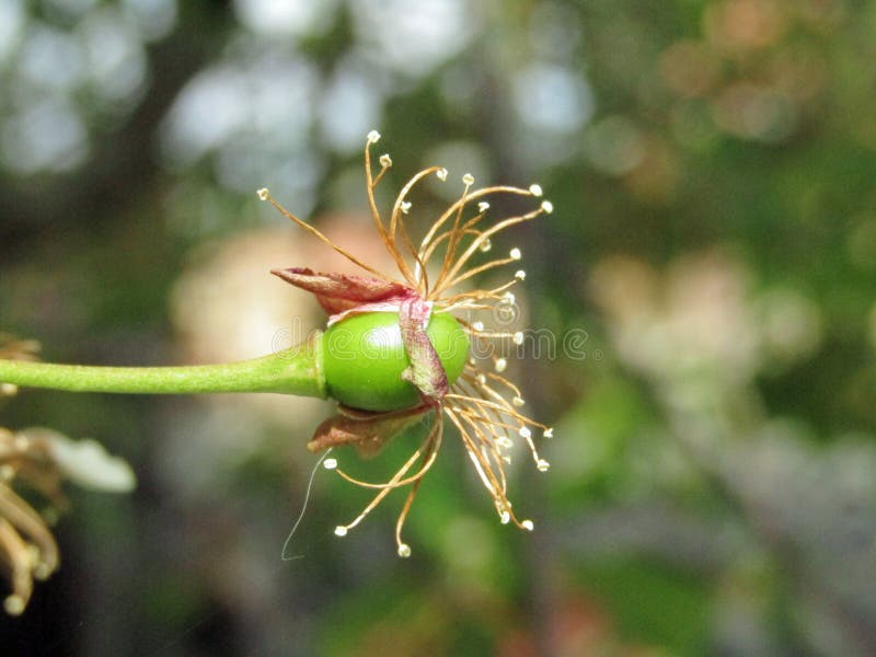 Growth and development of young cherry fruit after flowering royalty free stock image Growth and development of young cherry fruit after flowering royalty free stock image