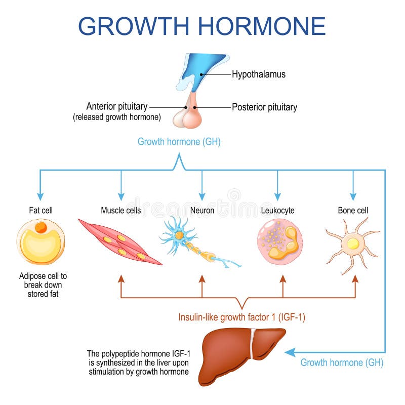 Growth hormone function. Human endocrine system royalty free illustration