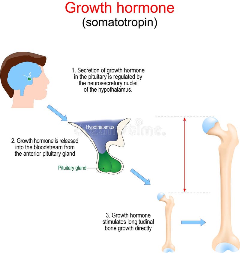 Growth hormone stimulates development of the bone vector illustration