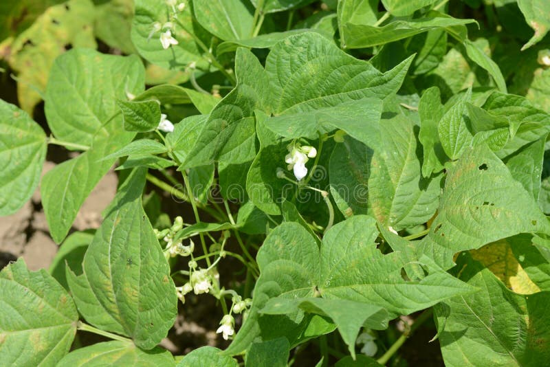 Growth of kidney beans stock photo. Image of food, leaf 117764396