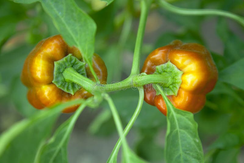 Growth peppers