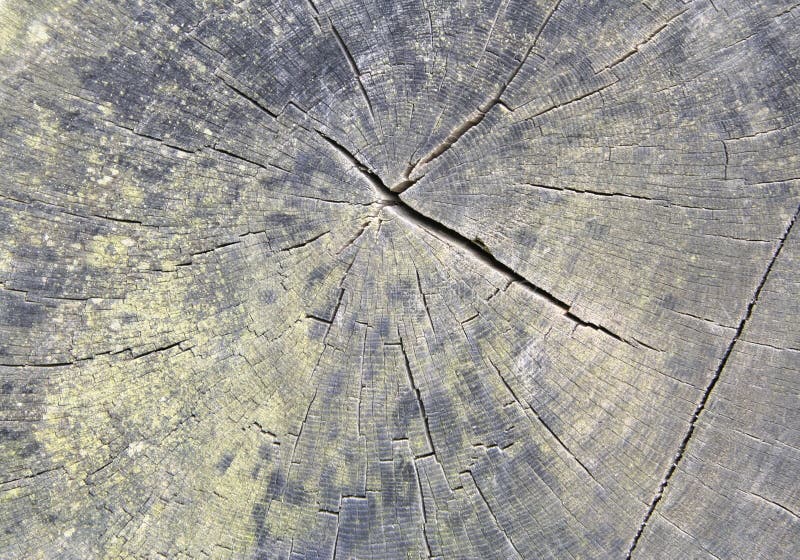 Growth Rings stock image. Image of summer, forest, pretty 1034339