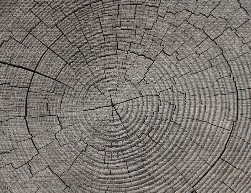 Tree Annual Growth Rings Archives - Forestrypedia