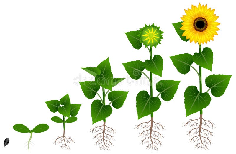 Growth Stage Of Sunflower Isolated On White Background. Stock Vector ...