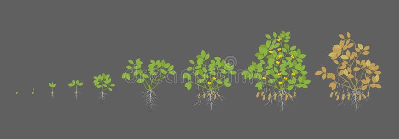 Growth stages of peanut plant. Peanut increase phases. Vector illustration on a dark background. Arachis hypogaea. Also
