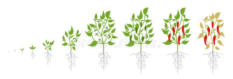 Growth stages of red chili pepper plant. Vector illustration. Capsicum annuum. Cayenne pepper life cycle. On white