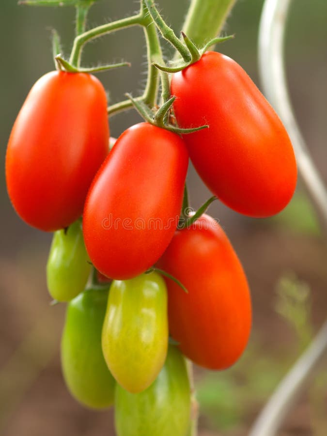 Growth tomato