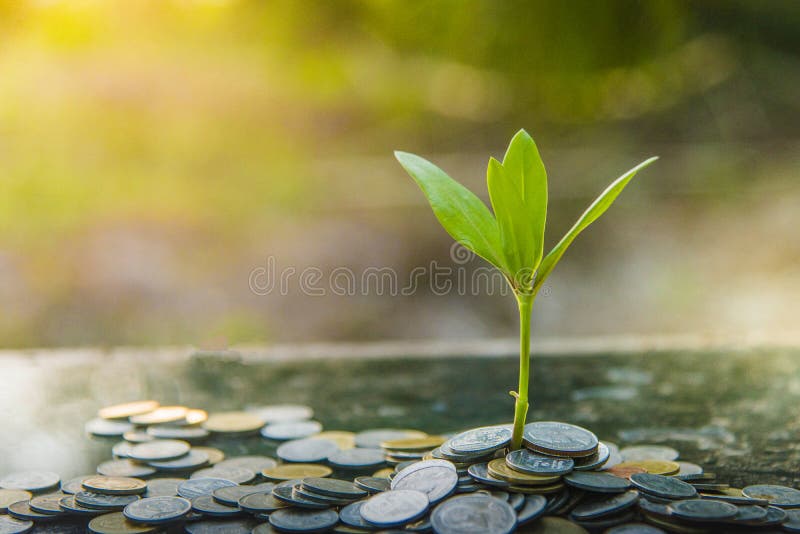Growth tree Green background with black claySeedlings planted in glass with savings coins. Savings Ideas royalty free stock image Growth tree Green background with black claySeedlings planted in glass with savings coins. Savings Ideas royalty free stock image