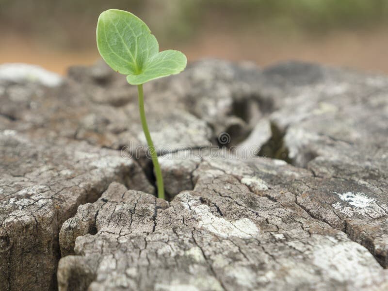 Growth royalty free stock image