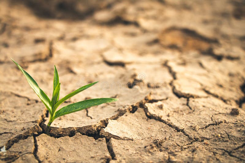 Growth of Trees in Drought, Living with Tree Drought Stock Image