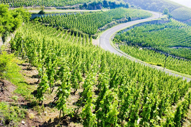 großartiger cru Weinberg, Taubenschlag Rotie, Rhône-Alpes, Frankreich lizenzfreies stockfoto großartiger cru Weinberg, Taubenschlag Rotie, Rhône-Alpes, Frankreich lizenzfreies stockfoto