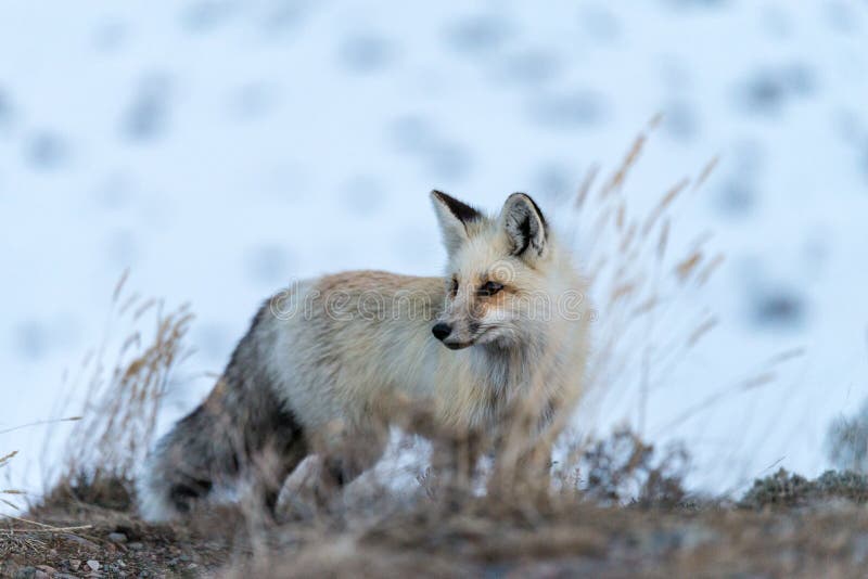 Großartiger Teton Fox lizenzfreie stockbilder Großartiger Teton Fox lizenzfreie stockbilder