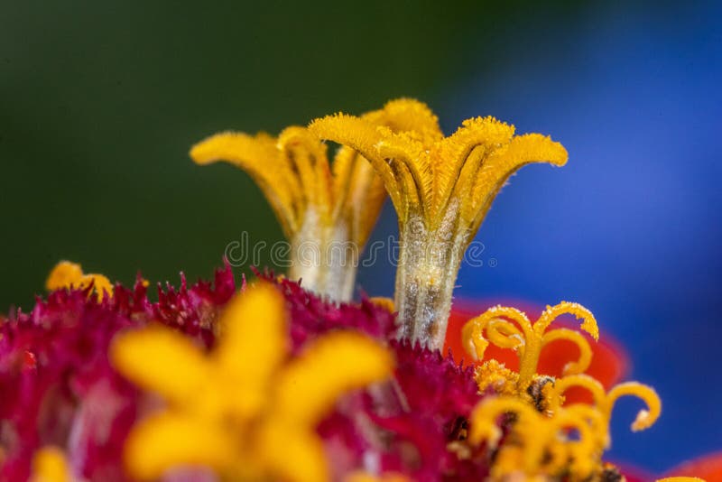 Großaufnahme auf einer Blume mit kleinen gelben und purpurroten Details - Makroschuß stockbilder Großaufnahme auf einer Blume mit kleinen gelben und purpurroten Details - Makroschuß stockbilder