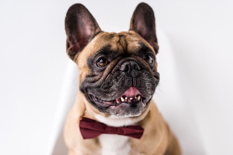 Großaufnahme der entzückenden französischen reinrassigen französischen Bulldogge mit Fliege stockfotografie Großaufnahme der entzückenden französischen reinrassigen französischen Bulldogge mit Fliege stockfotografie