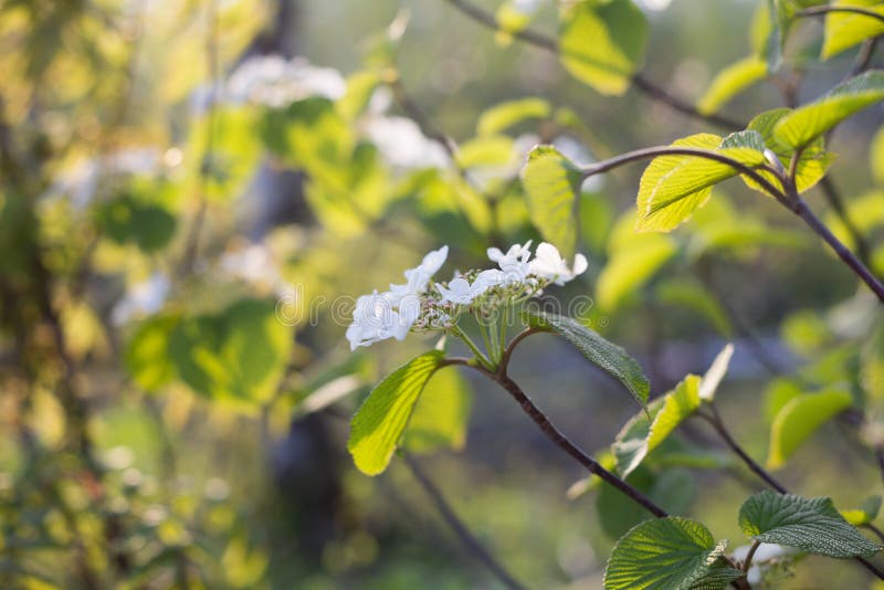 Großaufnahme einer weißen Blume der wilden Hortensie in der Blüte im Frühjahr auf grünem Hintergrund stockfoto Großaufnahme einer weißen Blume der wilden Hortensie in der Blüte im Frühjahr auf grünem Hintergrund stockfoto
