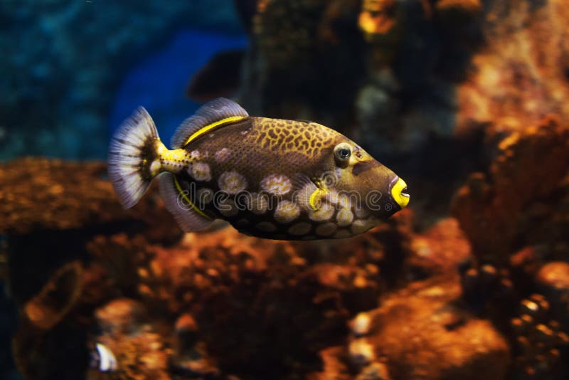 Großaufnahme eines Drückerfisch Balistoides-conspicillum, Weichzeichnung stockfotos Großaufnahme eines Drückerfisch Balistoides-conspicillum, Weichzeichnung stockfotos