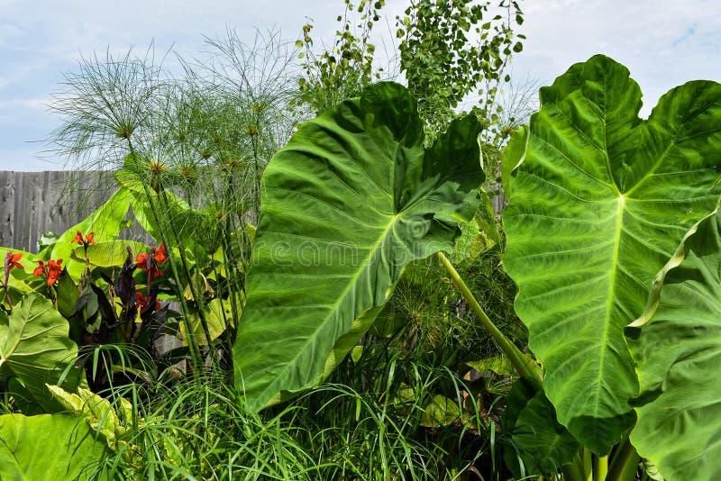 Große Alocasia Odora Elefantenpflanzenreste im Garten stockfoto Große Alocasia Odora Elefantenpflanzenreste im Garten stockfoto