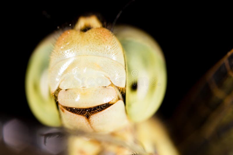 Große Augen auf dem Kopf einer Libelle stockbilder Große Augen auf dem Kopf einer Libelle stockbilder