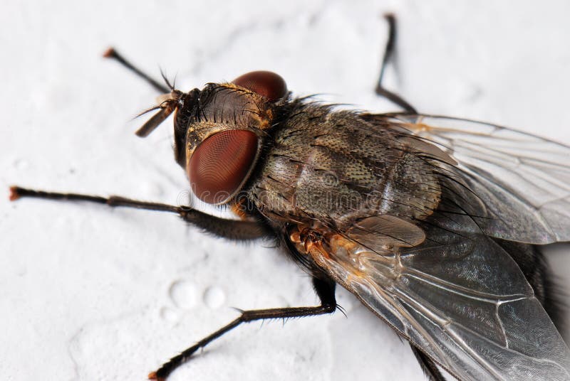 A macro photo taken off a housefly at a park. A macro photo taken off a housefly at a park.