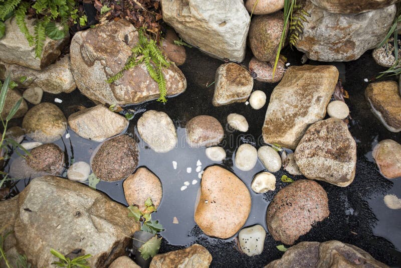 Gro?e Flusssteine im k?nstlichen Teich, Farn im Wasser stockbilder Gro?e Flusssteine im k?nstlichen Teich, Farn im Wasser stockbilder